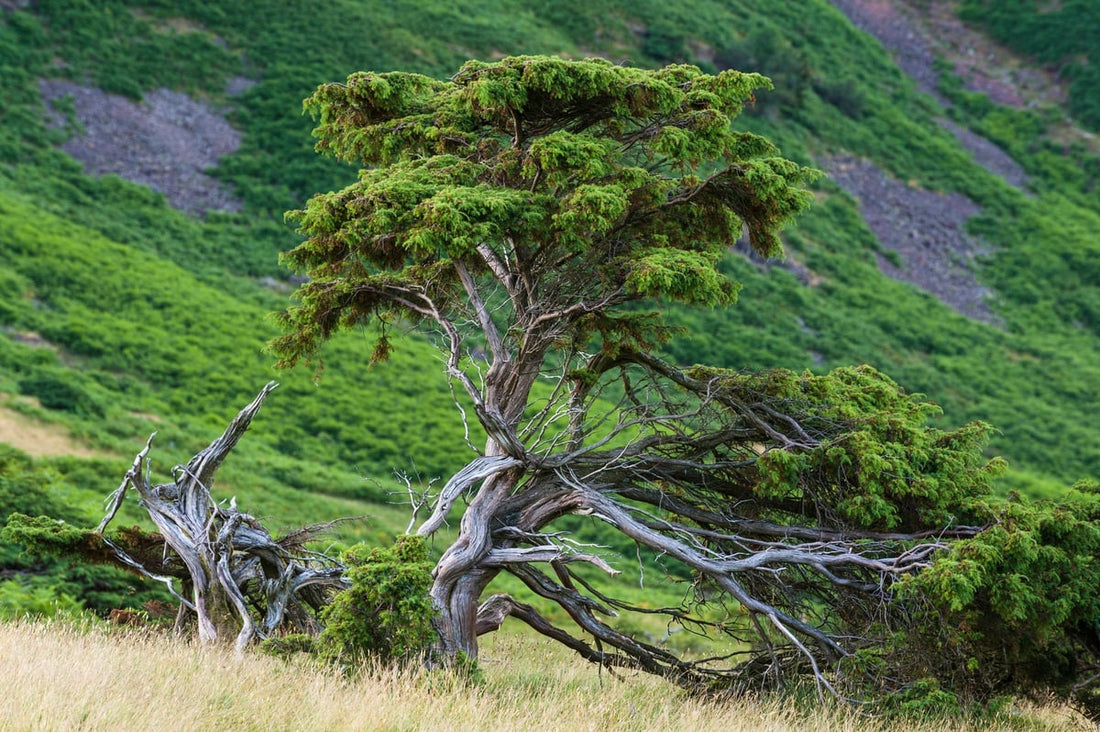 ORIGIN STORY - Scottish Juniper